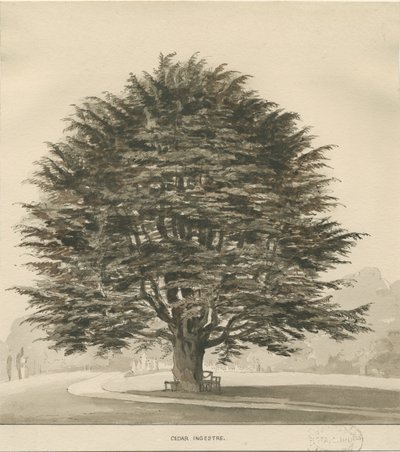 Ingestre - Cedar tree: desenho em sépia, nd [ 1838] de Thomas Peploe Wood