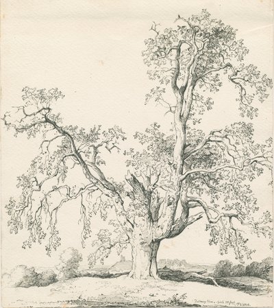 Tutbury - &39;Wych Elm&39;: desenho a bico de pena de Thomas Peploe Wood