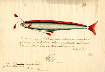 Desenho a aguarela do peixe-javali de Newlyn (Regalecus glesne), c.1849 (lápis e aguarela sobre papel) de Thomas Quiller Couch