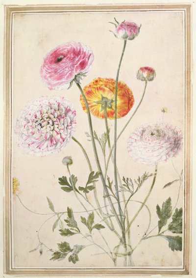 Estudo de Flores, c.1760 de Thomas Robins