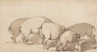 Pigs at a Trough, c.1790 (grafite com caneta e tinta e tinta marrom no papel) de Thomas Rowlandson