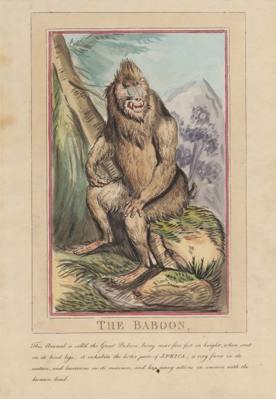 Conjunto de oito, com página de rosto. «Animais Estrangeiros e Nacionais». 2. O Leão de Thomas Rowlandson