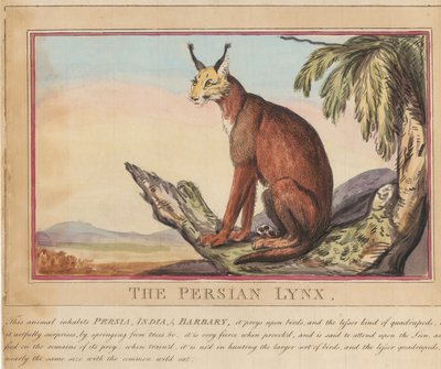Conjunto de oito, com página de rosto. «Animais Estrangeiros e Nacionais».  7.  O lince persa de Thomas Rowlandson