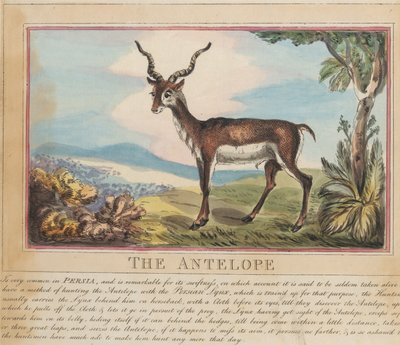 Conjunto de oito, com página de rosto. «Animais Estrangeiros e Nacionais». 8. O antílope de Thomas Rowlandson