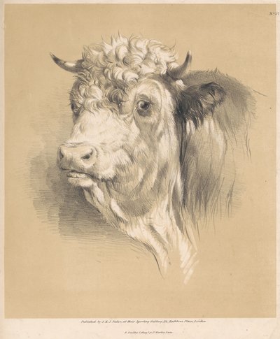 Uma vaca, n.º 27 de Thomas Sidney Cooper