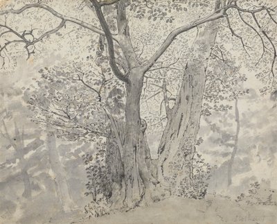 Estudo das árvores de Thomas Stothard