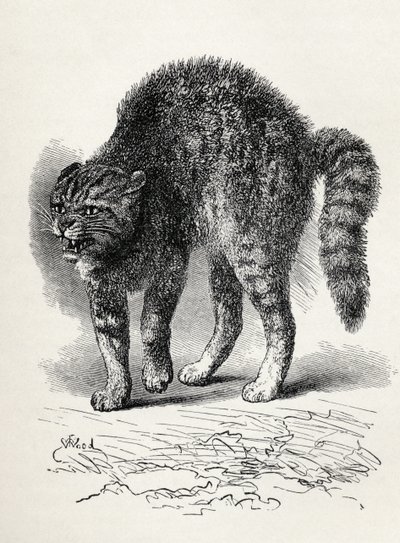 Gato aterrorizado por um cachorro, de Charles Darwin "A Expressão das Emoções no Homem e Animais", 1872 (lito) de Thomas W. Wood