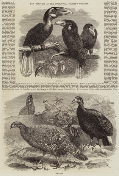 Os recém-chegados nos jardins da Sociedade Zoológica de Thomas W. Wood