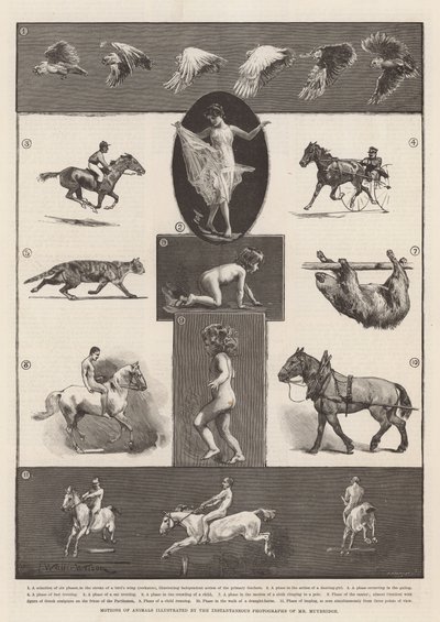 Movimentos de animais ilustrados pelas fotografias instantâneas do Sr. Muybridge de Thomas Walter Wilson