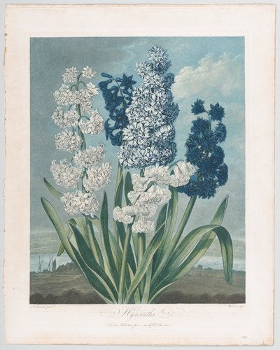 Jacintos, do Templo da Flora, ou Jardim da Natureza, 1 de junho de 1801., 1 de junho de 1801. de Thomas Warner