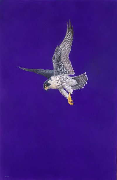 Escada Roxa de Tim Hayward