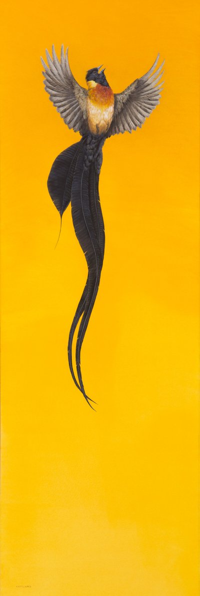 Soar Amarelo de Tim Hayward