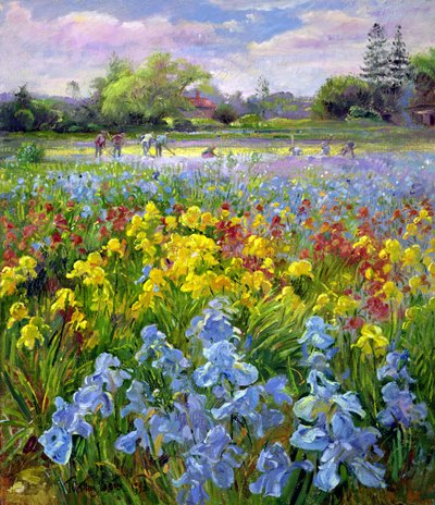 Equipe de enxada e campos de íris de Timothy Easton