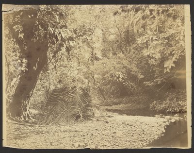 [Cena da selva: Vista de uma cabana de palha com folhas de palmeira, Istmo de Darién (Panamá)] de Timothy H. OSullivan