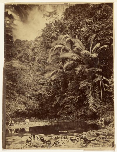 [Cena da selva com palmeiras e outra vegetação densa, Expedição de Darién, Istmo do Panamá] de Timothy H. O