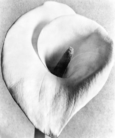 Calla Lily, Cidade do México, 1925 de Tina Modotti