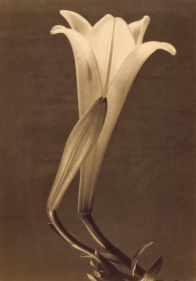 Impressão em Platina de Lírio por Tina Modotti de Tina Modotti