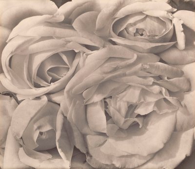 Roses, México por Tina Modotti de Tina Modotti
