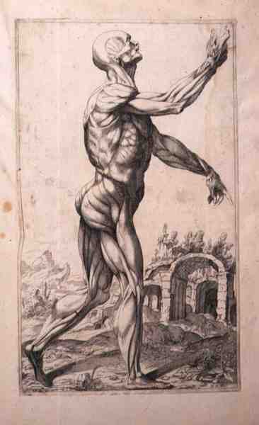 Estudo anatômico, de Domenico Maria Bonavera (b.1640) (água forte e ponto seco) de Titian (c.1488 1576) (after)