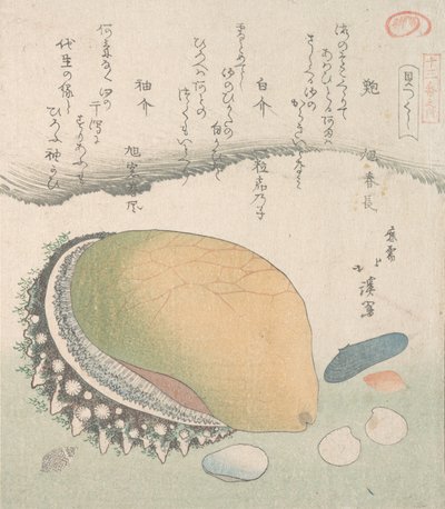 Awabi Ear-Shell e várias conchas, século 19. de Totoya Hokkei