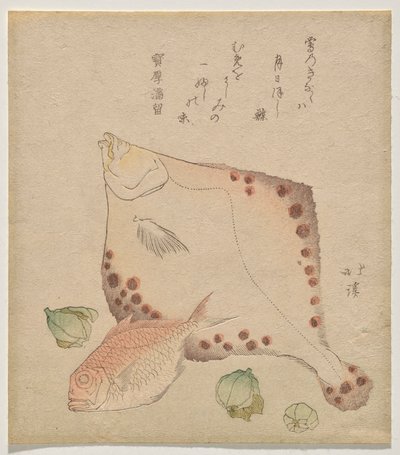 Linguado, dourada com fukujus? botões de Totoya Hokkei
