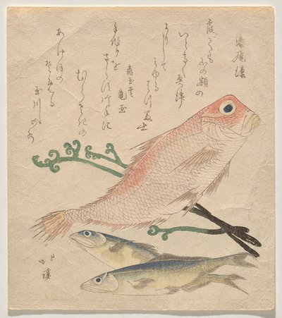 Dourada rosada (shiro-amadai) e duas trutas pequenas (ai) de Totoya Hokkei
