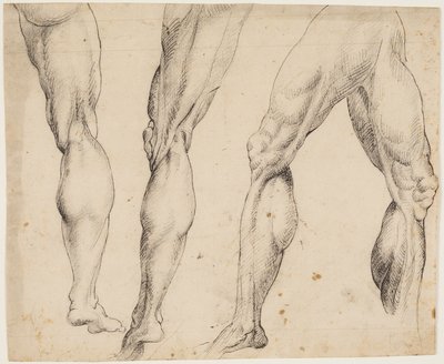Perna. Estudos de anatomia de Ubekendt