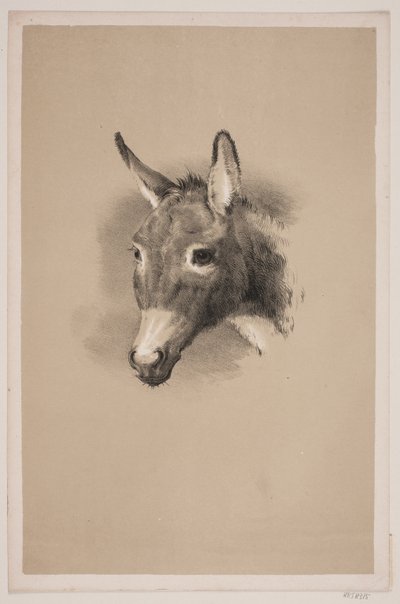 cabeça de burro de Ubekendt