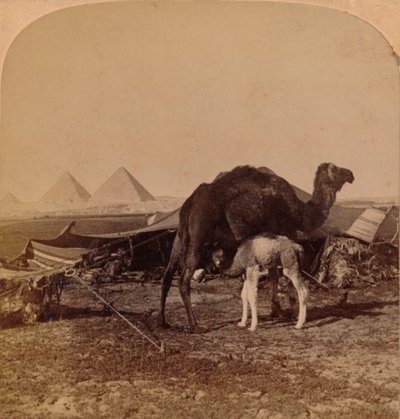 Um bebê do deserto, Egito, 1896 de Unbekannt