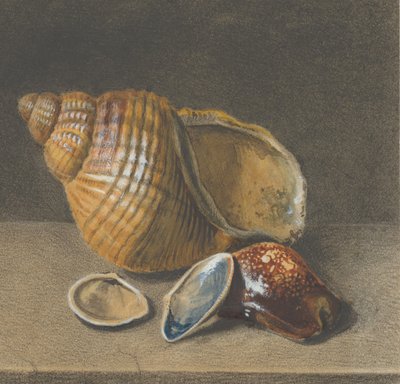 A Cowrie, e um maior e duas conchas menores, final do século 17-meados do século 18. de Unbekannt
