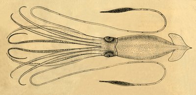 Um diagrama da lula gigante, 1881. de Unbekannt