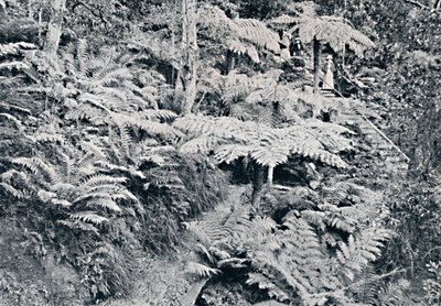 Uma floresta de samambaias de árvore, Leura, montanhas azuis, c1900. de Unbekannt