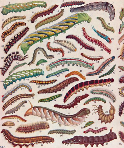 Centenas de Knds diferentes de lagartas de borboletas e mariposas, 1935 de Unbekannt