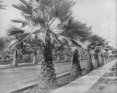 Palm Avenue, em Los Angeles, Cal., C1897. de Unbekannt
