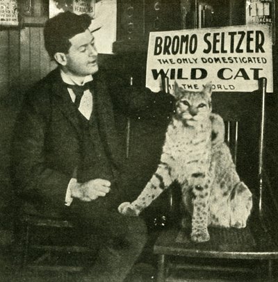 Um gato selvagem de estimação. de Unbekannt