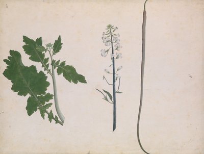 Uma planta, semente e flor de rabanete, final do século XVIII. de Unbekannt