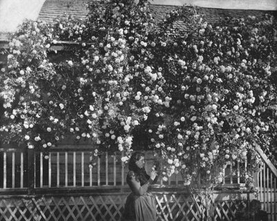 A Rose-Decked Home, sul da Califórnia, EUA, c1900. de Unbekannt