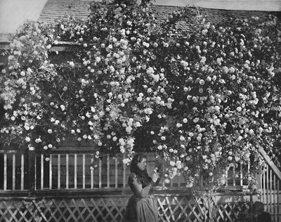 A Rose-Decked Home, sul da Califórnia, c1897. de Unbekannt