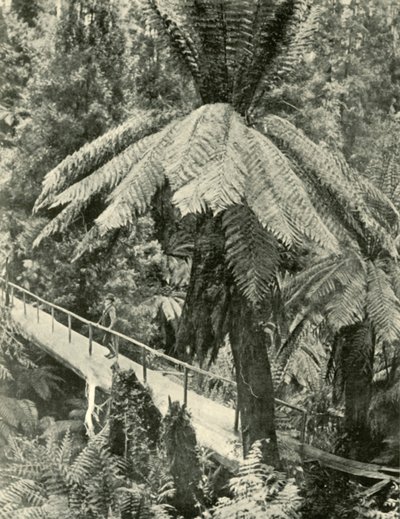 Uma ponte rústica, 1901. de Unbekannt