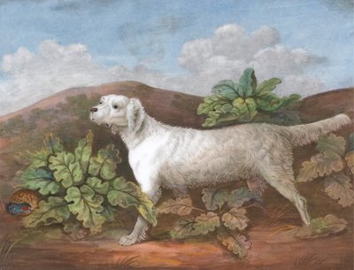 Um Setter: Virado à Esquerda, com uma Perdiz Escondida entre Bardanas à Esquerda, ca. 1805. de Unbekannt