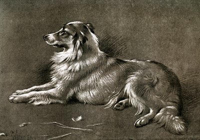 Um cão pastor, 1901 de Unbekannt