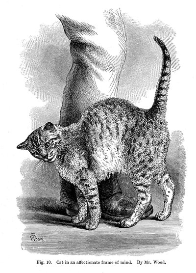 Um gato em uma mente afetuosa, de The Expression and Emotions in Man and Animals, 1872 de Unbekannt