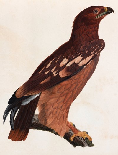 Uma ilustração a cores de uma ave castanha de Unbekannt
