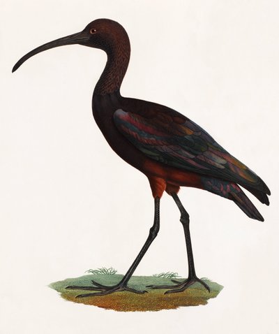 Uma ilustração a cores de um pássaro de bico longo de Unbekannt