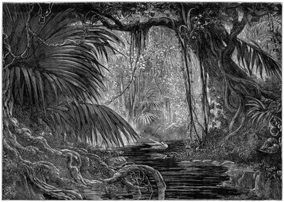 Uma cena de floresta no Peru, 1877 de Unbekannt