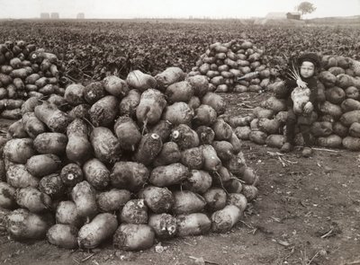 Uma garotinha com pilhas de nabos colhidos, perto de Landskrona, Suécia, 1910 de Unbekannt