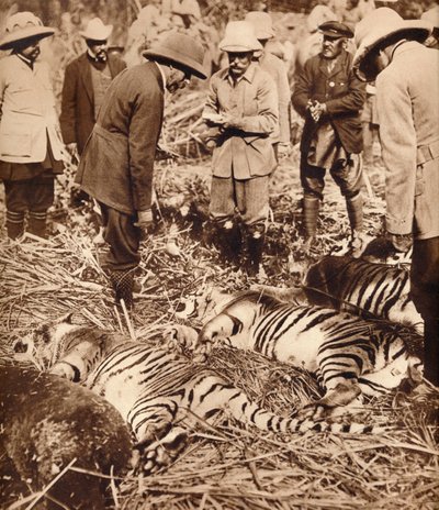Um saco real de tigres, 1911 1935. de Unbekannt