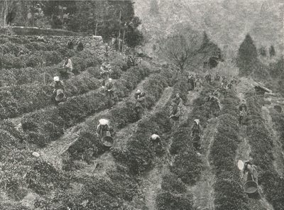 Uma plantação de chá fora da cidade, Kobe, Japão, 1895. de Unbekannt