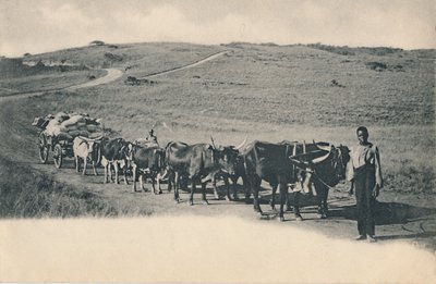 Um vagão de boi típico - África do Sul, início do século XX. de Unbekannt