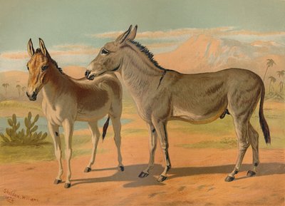 Burro masculino selvagem abissínio e onagro indiano fêmea, c1879. de Unbekannt